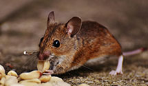 Find Exterminators in Falls Church City County